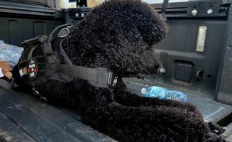 DirtCamp ..'s photo of camping with pets at DirtCamp near Lakeland, GA