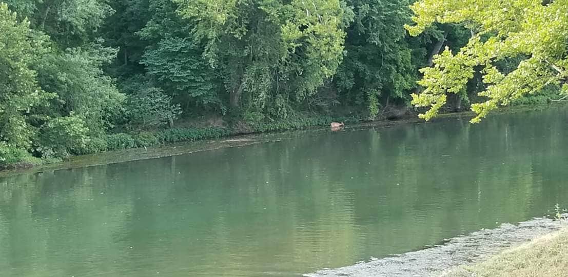 Camper-submitted photo at Hidden Valley Outfitters near Bennett Springs, MO