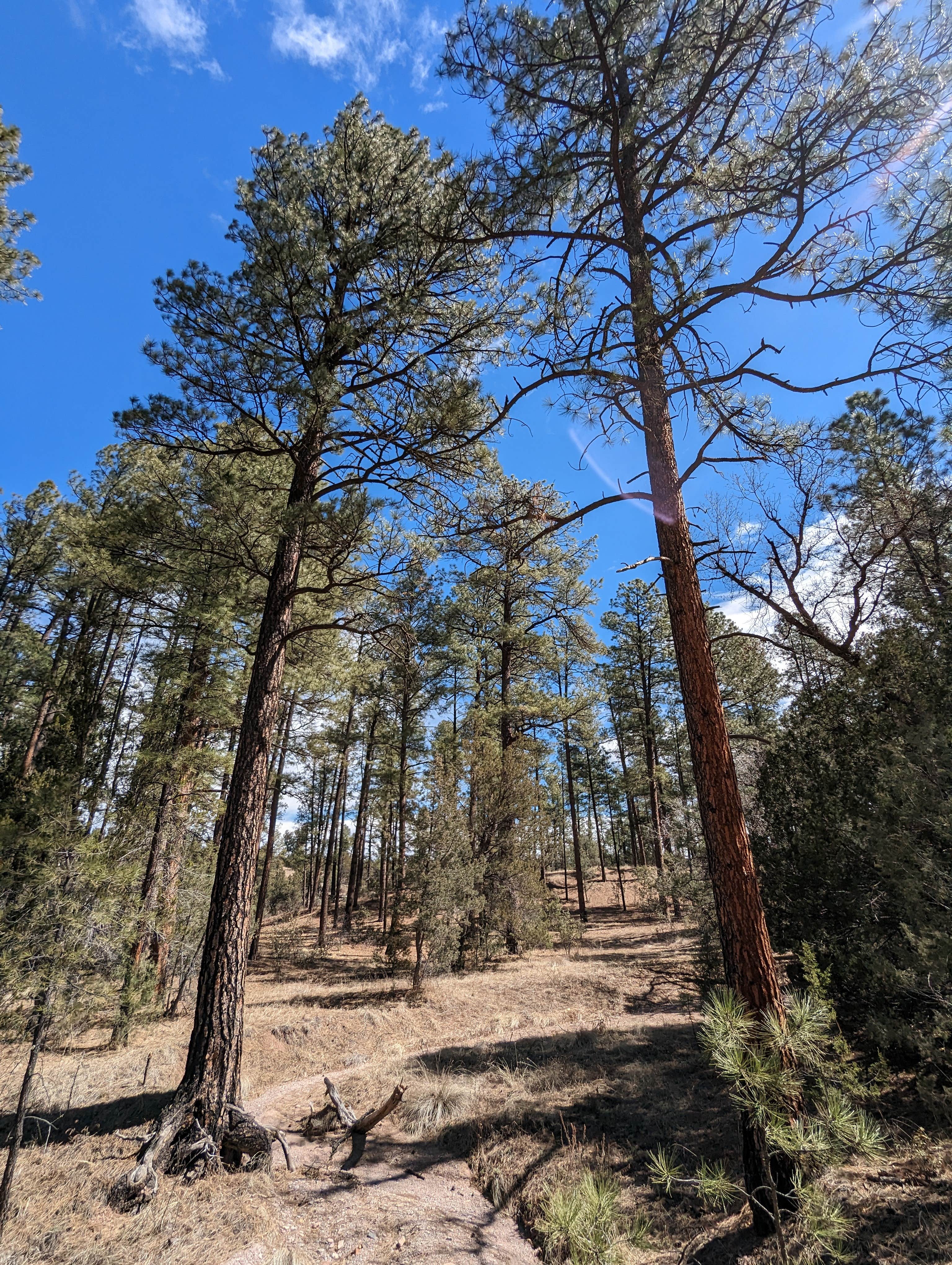 Camper-submitted photo at Comfort Well Dispersed Camping near Hanover, NM