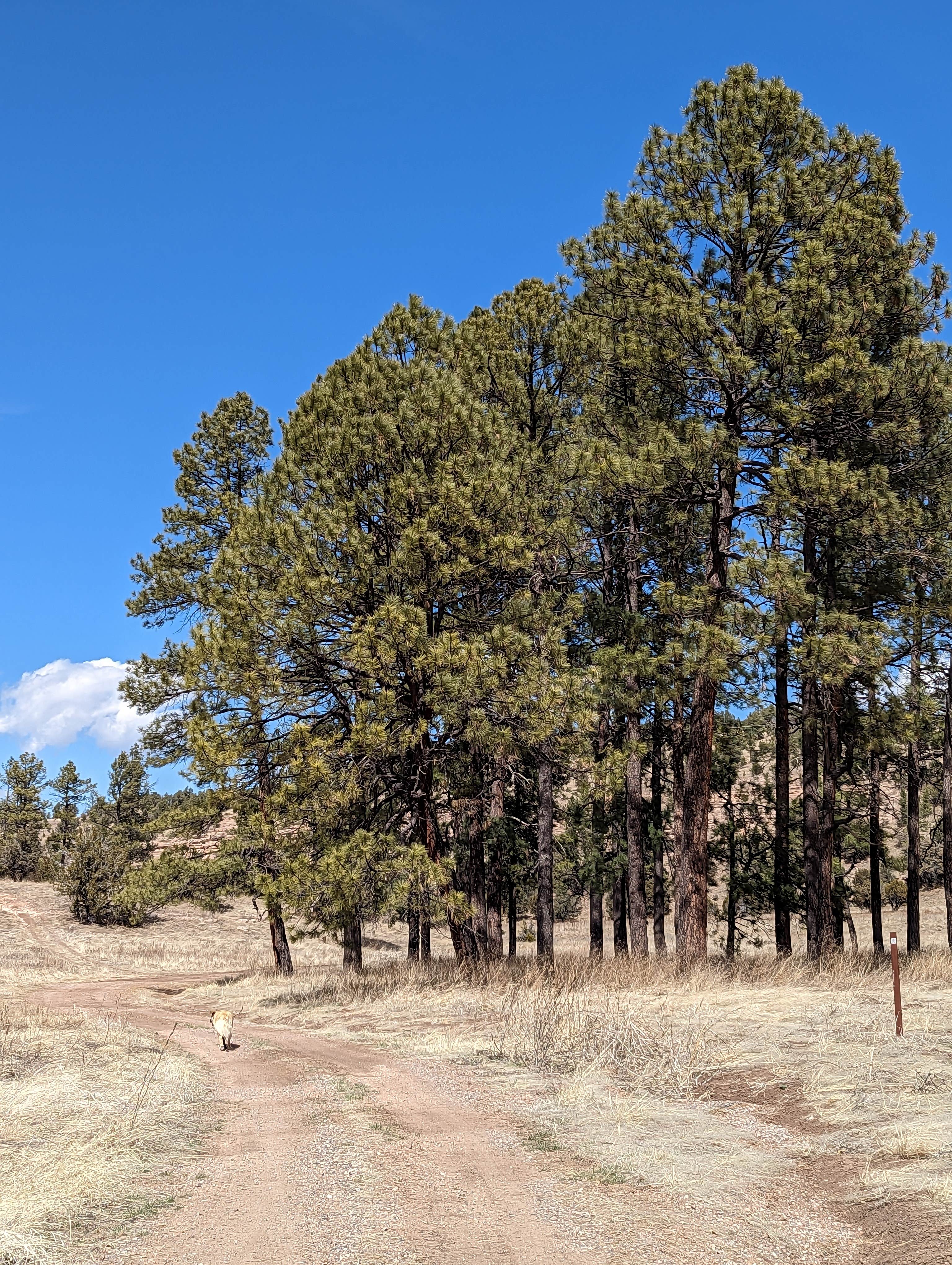Camper-submitted photo at Comfort Well Dispersed Camping near Hanover, NM