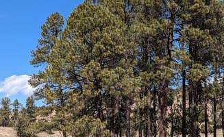 Jorge G.'s photo of camping with pets at Comfort Well Dispersed Camping near Mimbres, NM