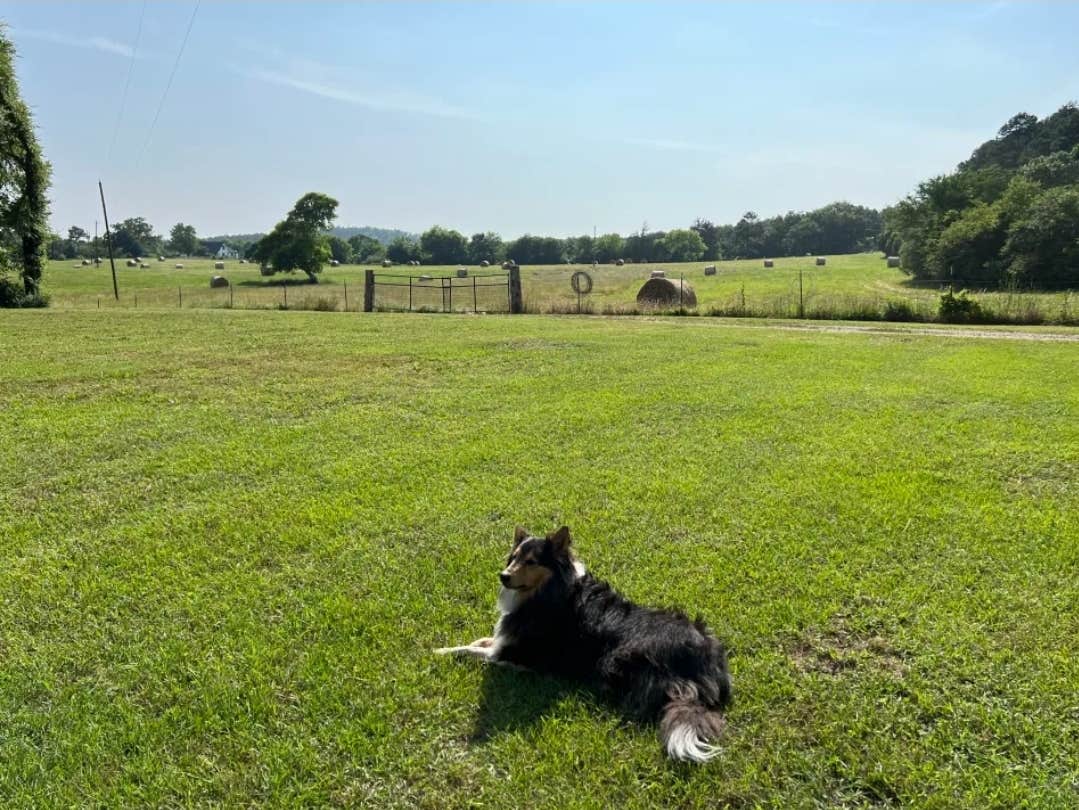 Mike B.'s photo of camping with pets at Royal Berry Farm near Story, AR