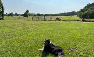 Mike B.'s photo of camping with pets at Royal Berry Farm near Hot Springs National Park, AR