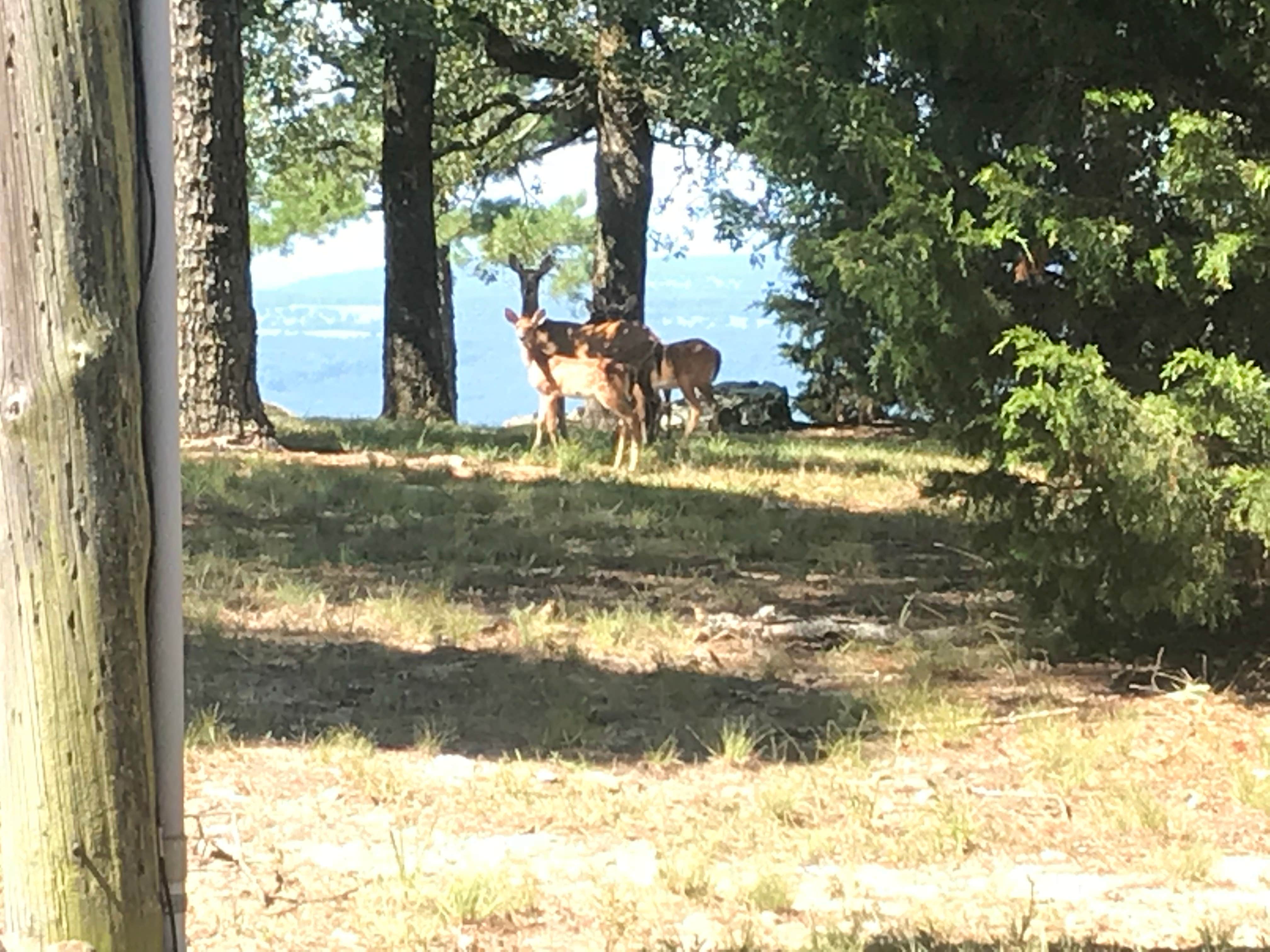 Dave V.'s photo of camping with a horse at Mount Nebo State Park Campground in Arkansas