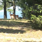 Review photo of Mount Nebo State Park Campground by Dave V., December 27, 2018