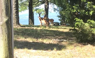 Dave V.'s photo of camping with a horse at Mount Nebo State Park Campground near Ouachita Lake