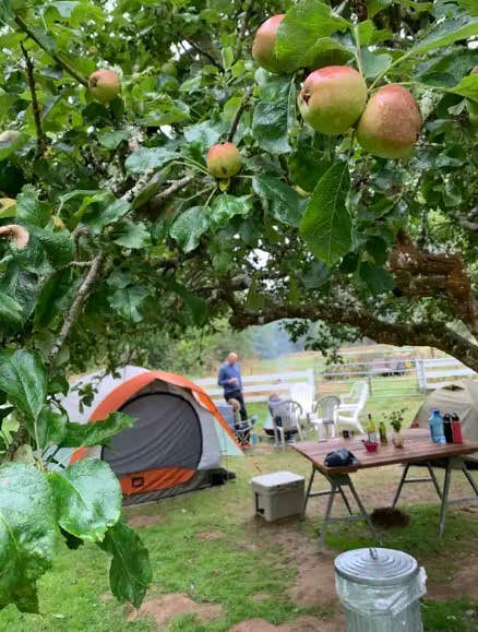 Camper submitted image from Beautiful Creekside - 1