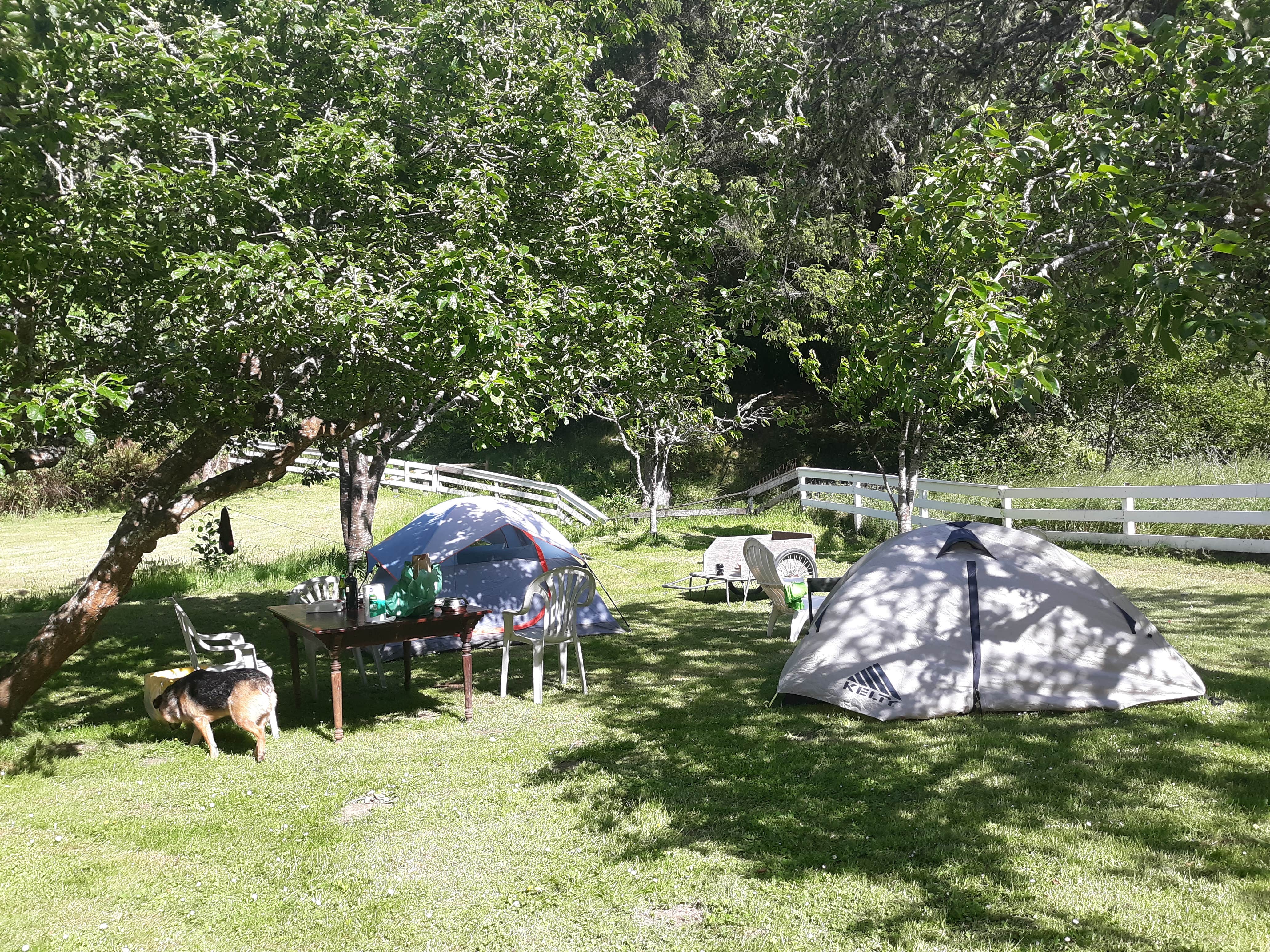 Wendy and John L.'s photo of camping with pets at Beautiful Creekside near Eureka, CA