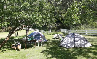 Wendy and John L.'s photo of camping with pets at Beautiful Creekside near Loleta, CA