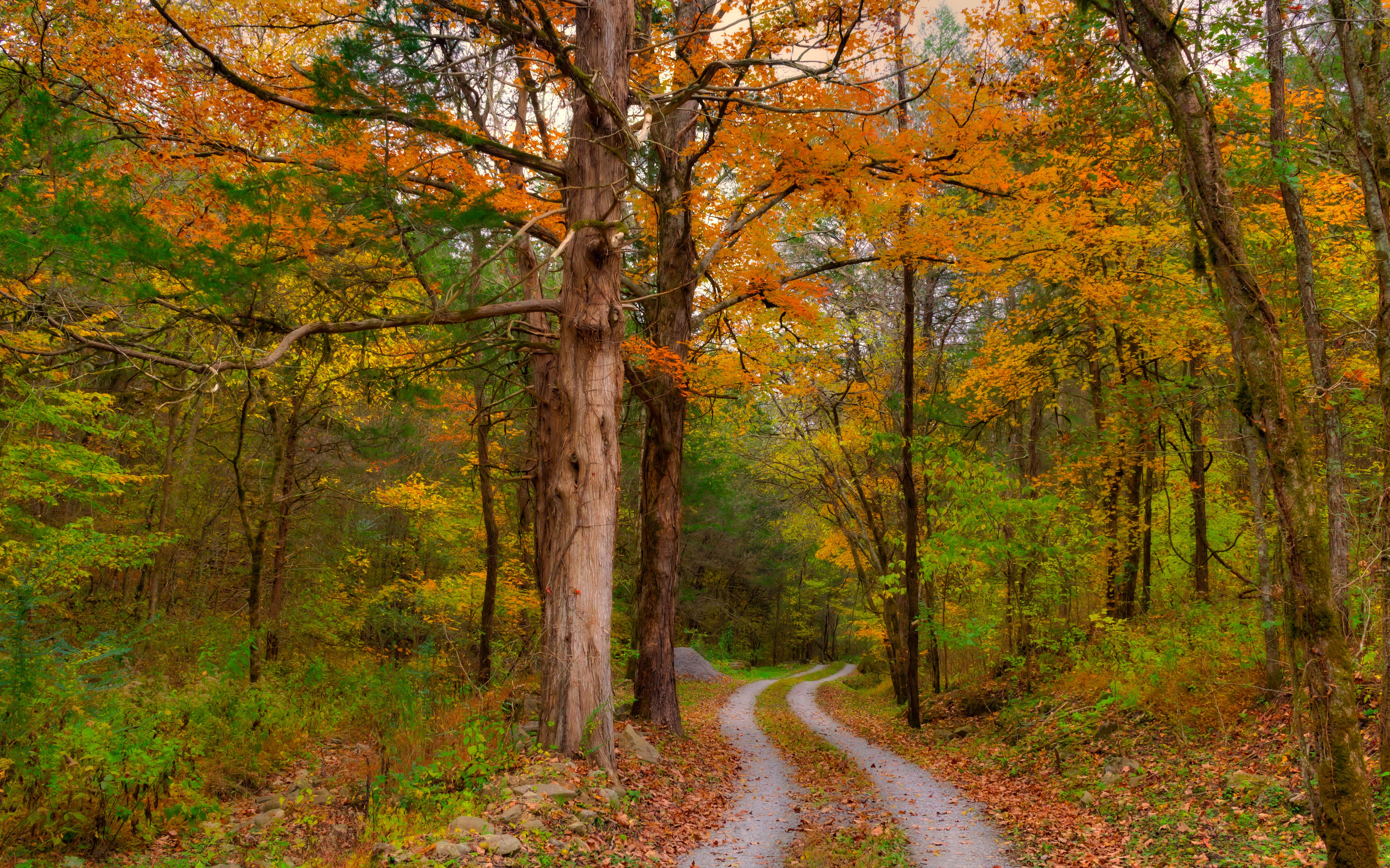 Camping near Edgar Evins State Park Campground: Beech Hollow Hideout, Smithville, Tennessee