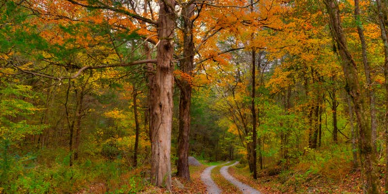 Camper submitted image from Beech Hollow Hideout
