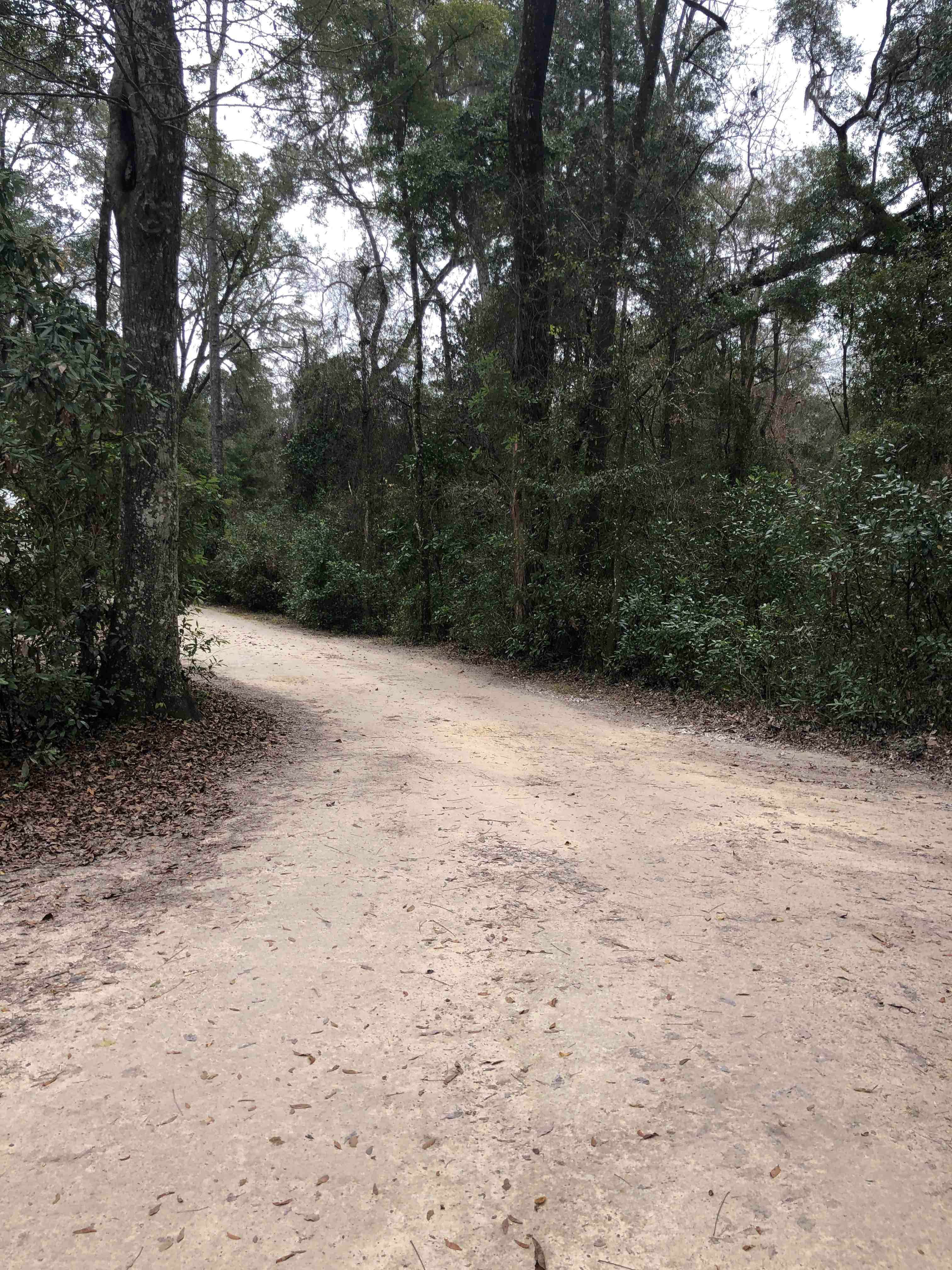 Camper submitted image from Magnolia Campground — O'Leno State Park - 3