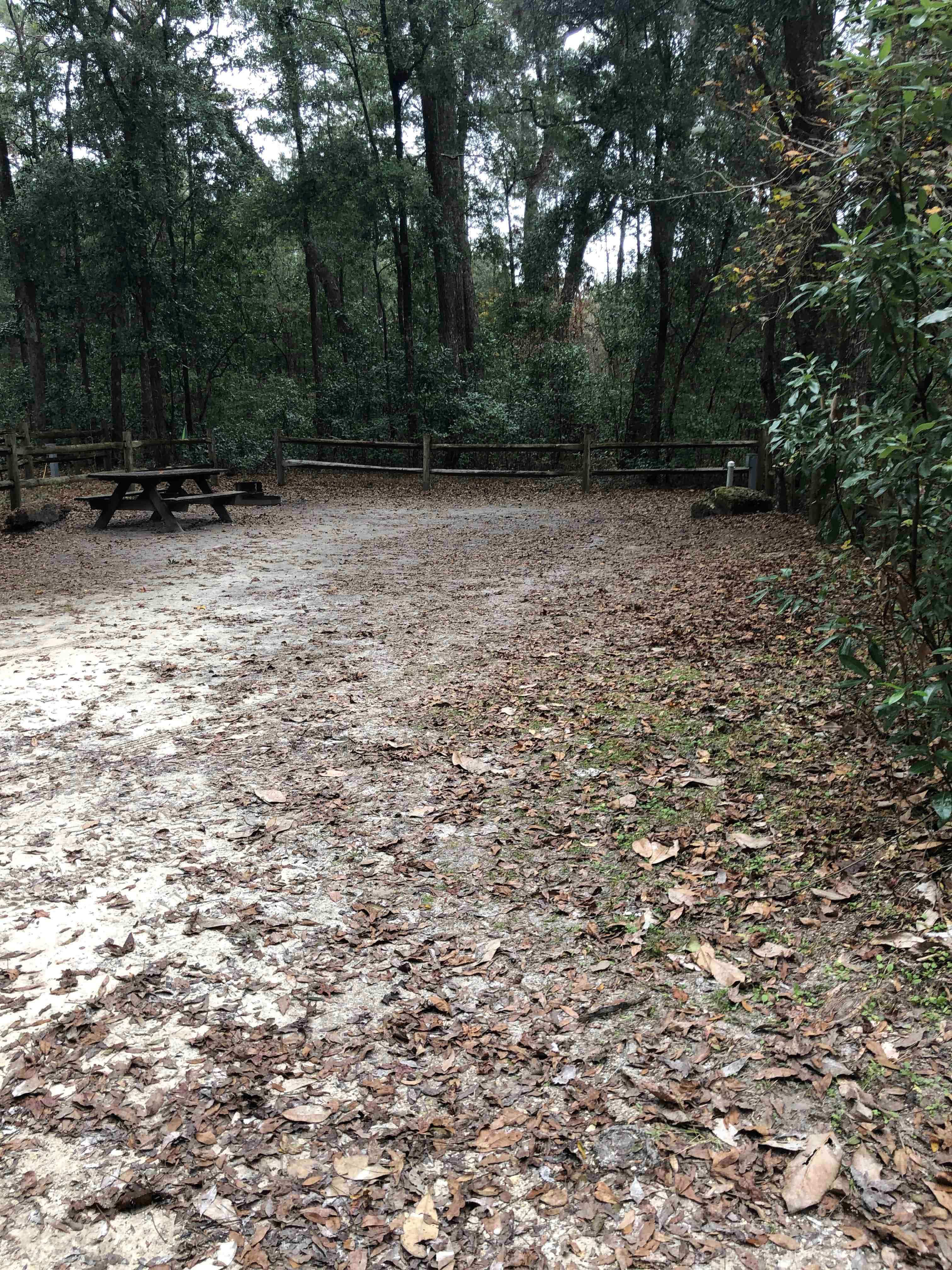 Camper submitted image from Magnolia Campground — O'Leno State Park - 5