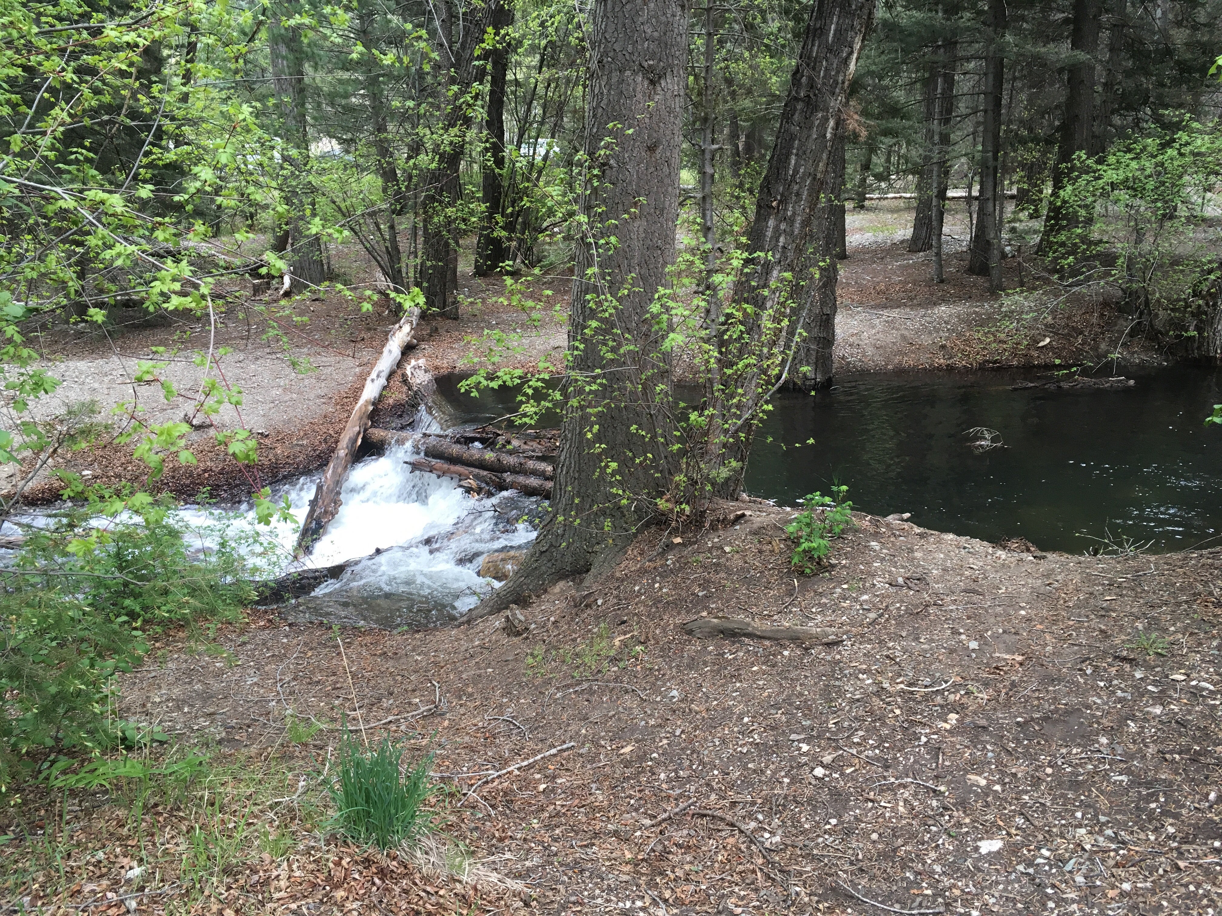 Camper submitted image from Columbine Campground (NM) - 4