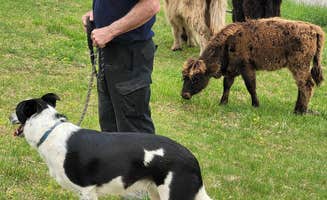 Celtic G.'s photo of camping with pets at Celtic Glen near Waverly, IN