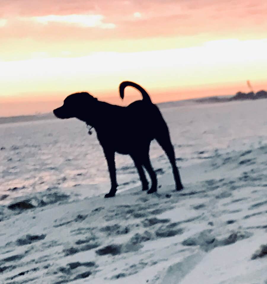 Steve V.'s photo of camping with pets at Military Park Pensacola Naval Air Station Oak Grove Park and Cottages near Lillian, AL