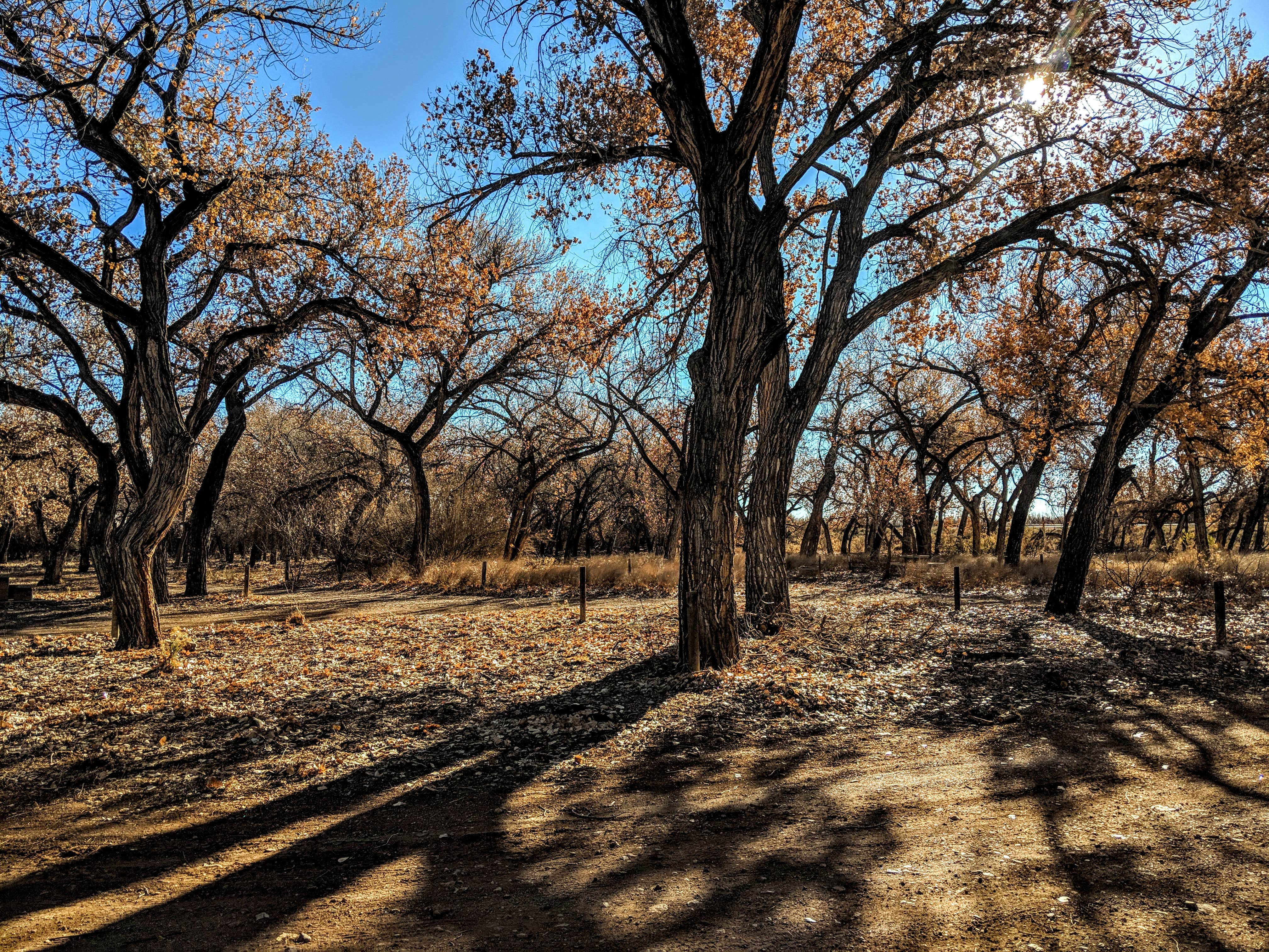 Camper submitted image from San Antonio Bosque Park - 2