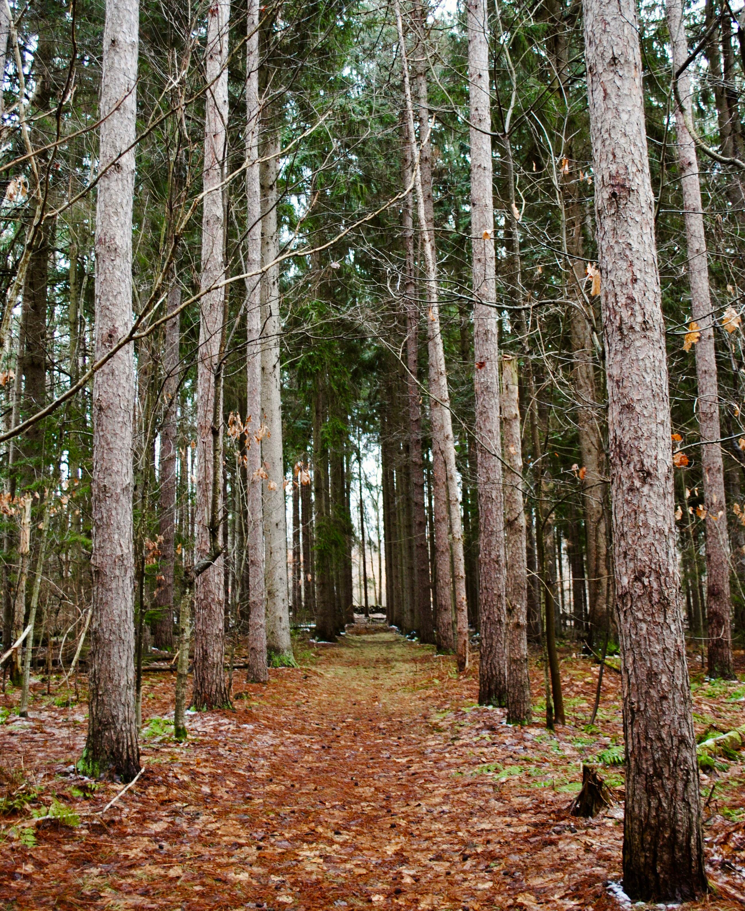 Camper-submitted photo at Bumble Bee RV Park & Campground near Accident, MD