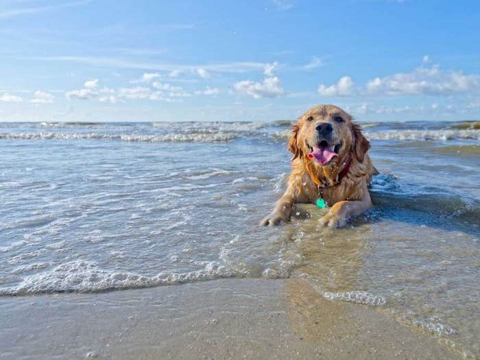 Scott C.'s photo of camping with pets at My Cabana Club near Navarre Beach, FL