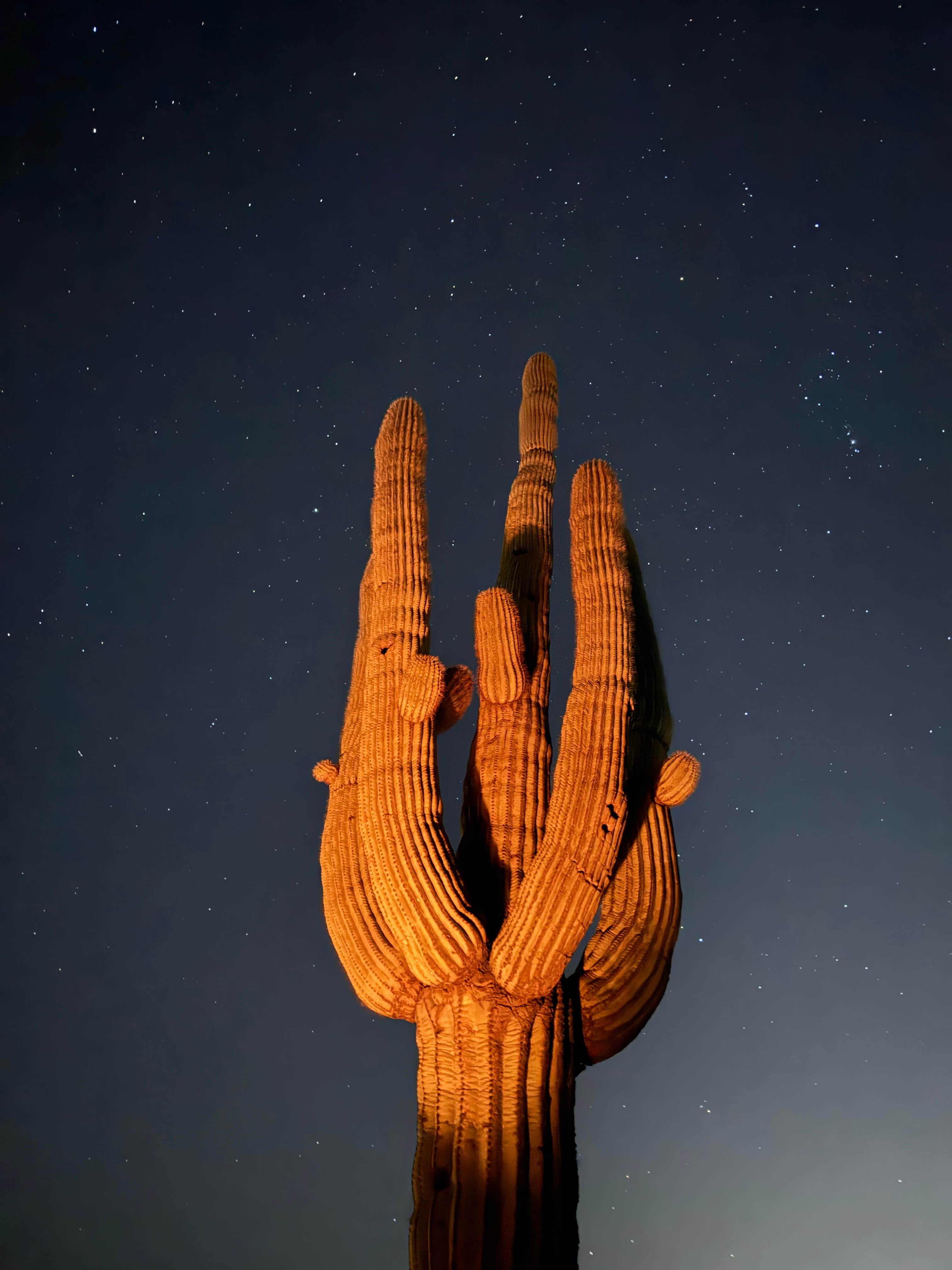 Camper-submitted photo at McDowell Regional Park-Ironwood near Glendale, AZ