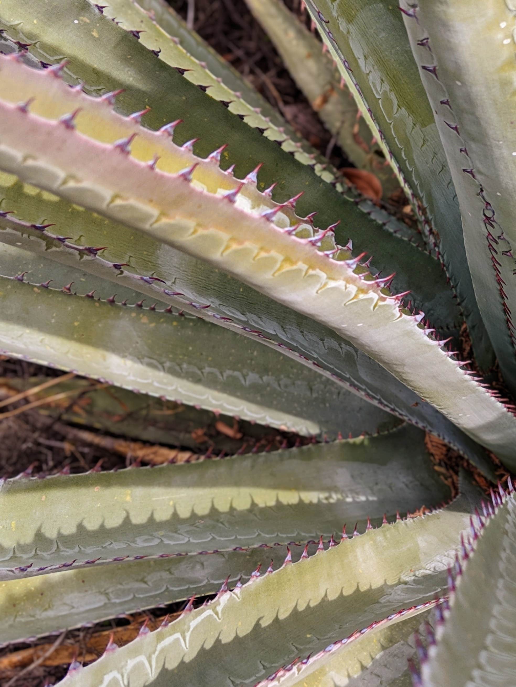 Camper-submitted photo at Sunny Flat Campground near Chiricahua, AZ