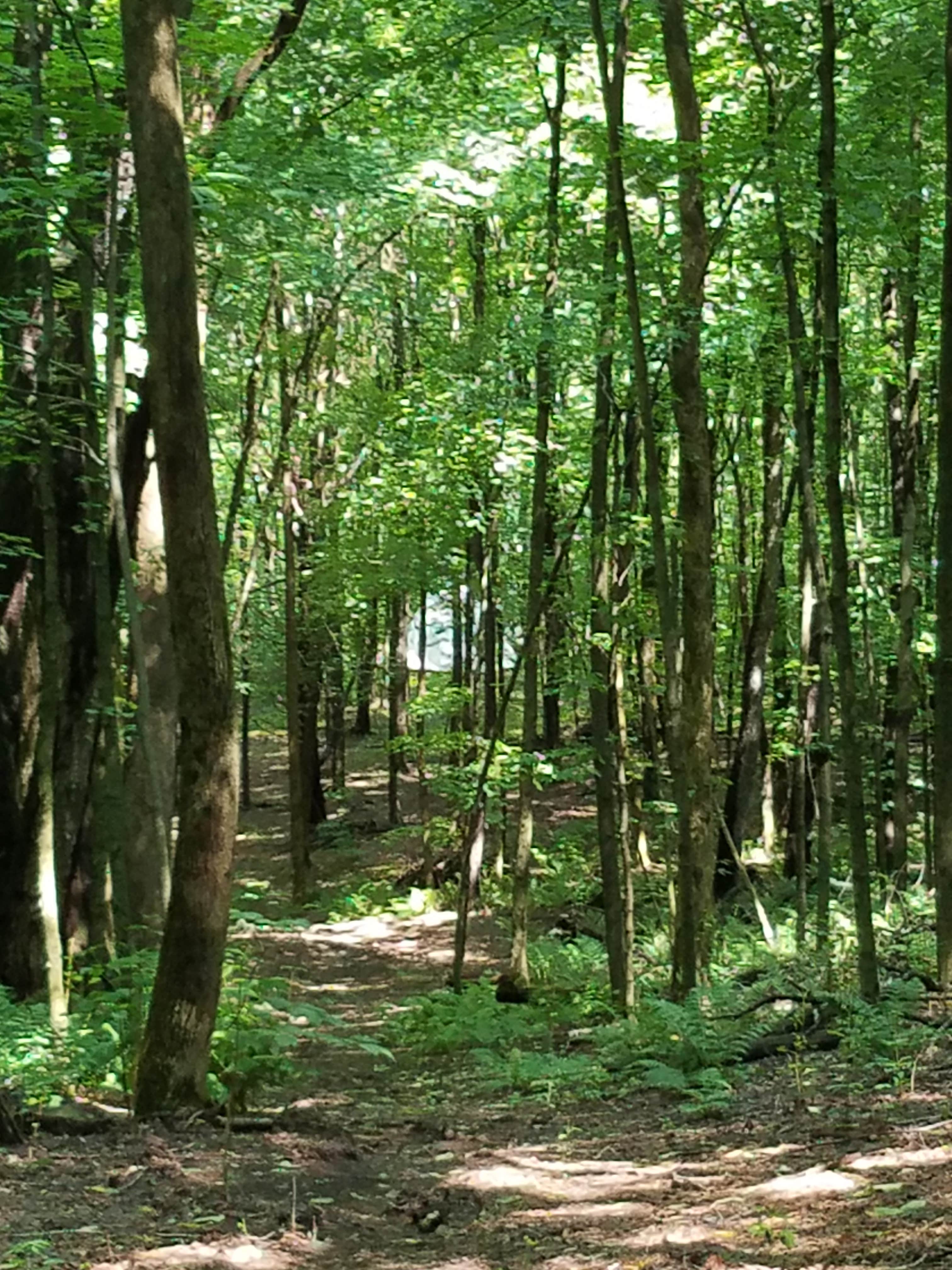 Camper-submitted photo at Cherry Plain Sanctuary Farm near Latham, NY