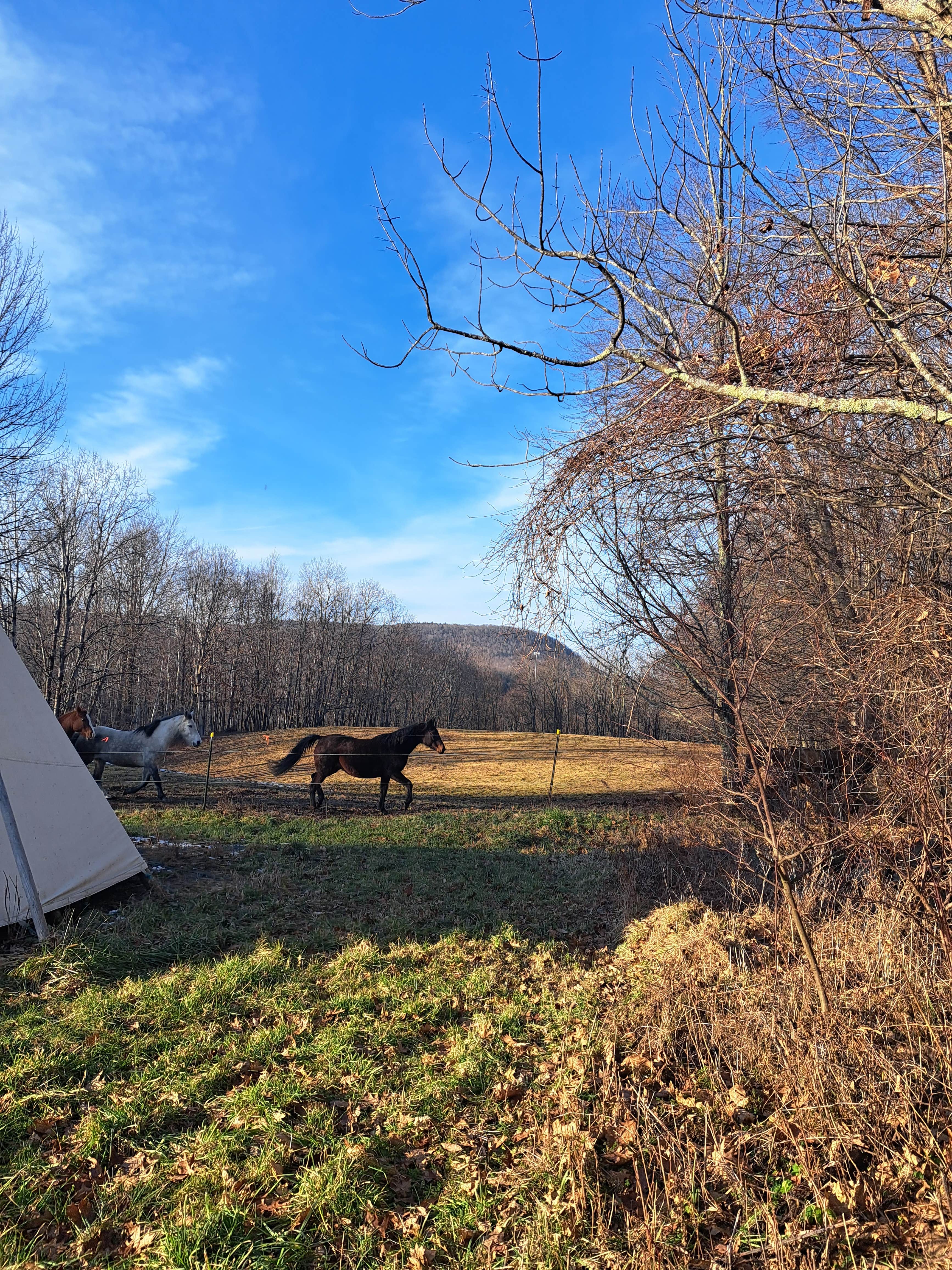 Julie H.'s photo of tent camping at Cherry Plain Sanctuary Farm near Whately, MA