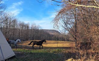 Julie H.'s photo of tent camping at Cherry Plain Sanctuary Farm near Wilton, NY