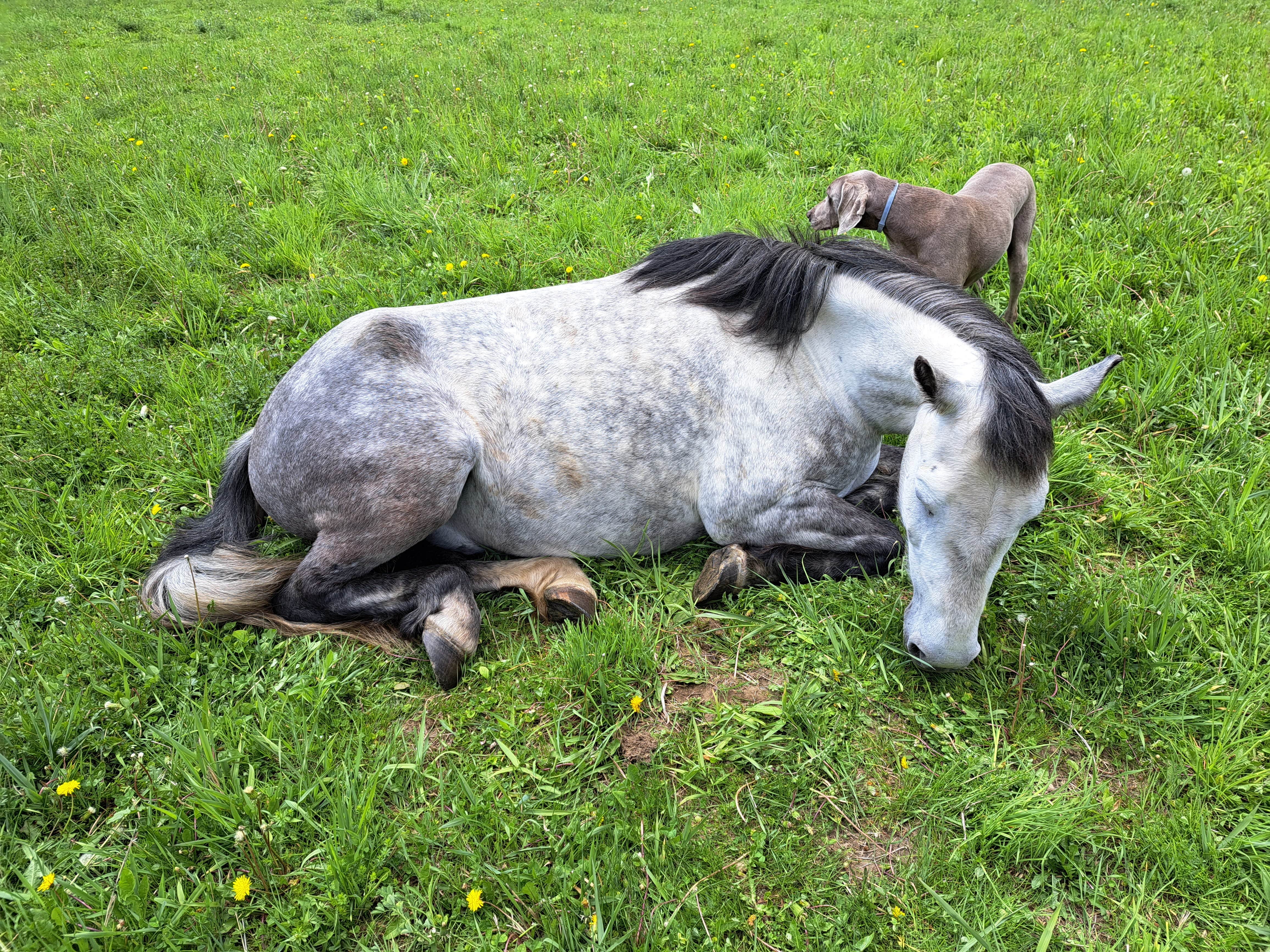 Camper-submitted photo at Cherry Plain Sanctuary Farm near Latham, NY