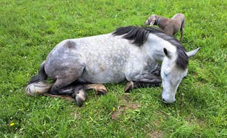Julie H.'s photo of camping with pets at Cherry Plain Sanctuary Farm near Williamstown, MA