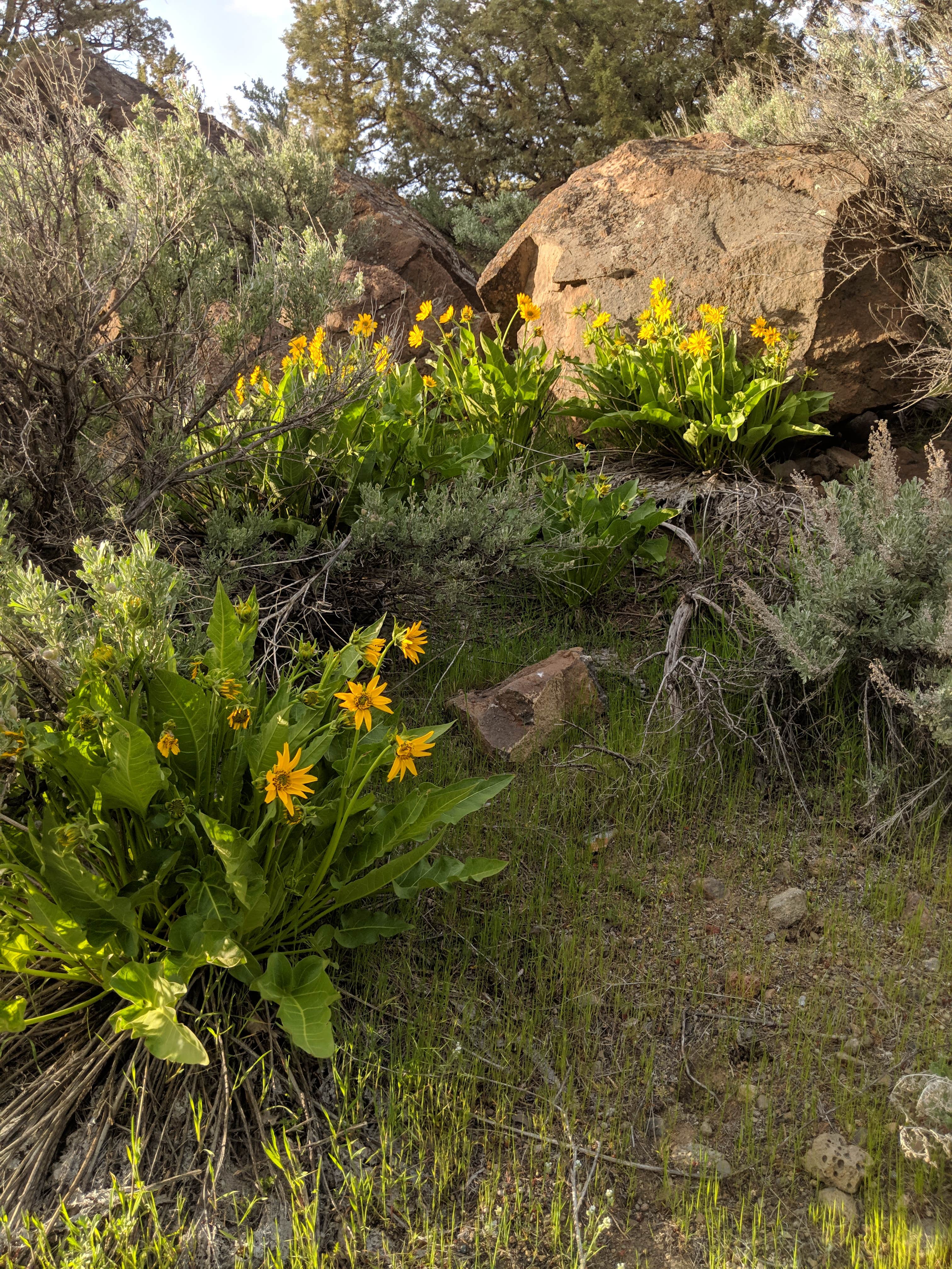 Cove Palisades Resort & Marina