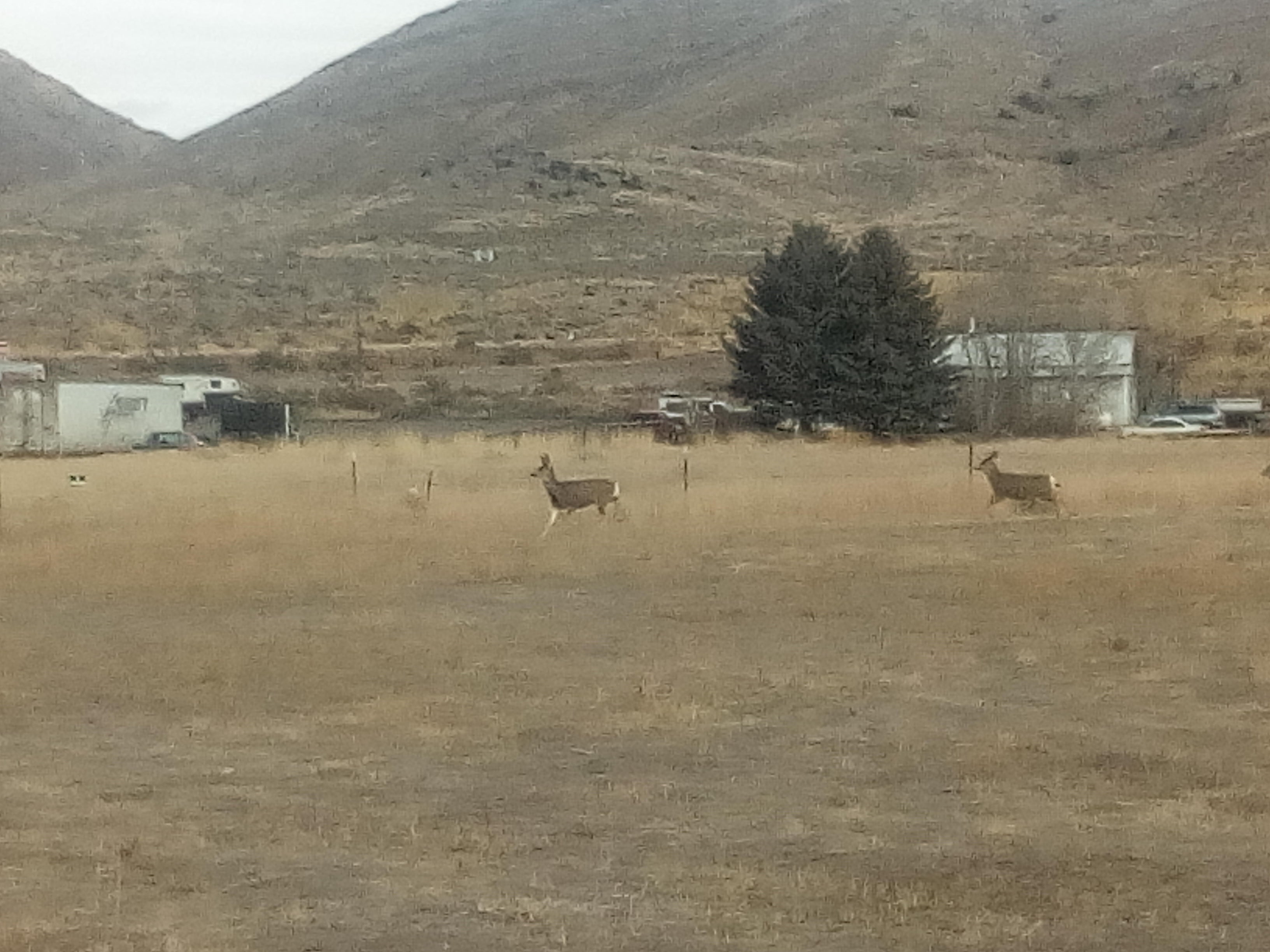 Deer wandering thru the back of the camp.