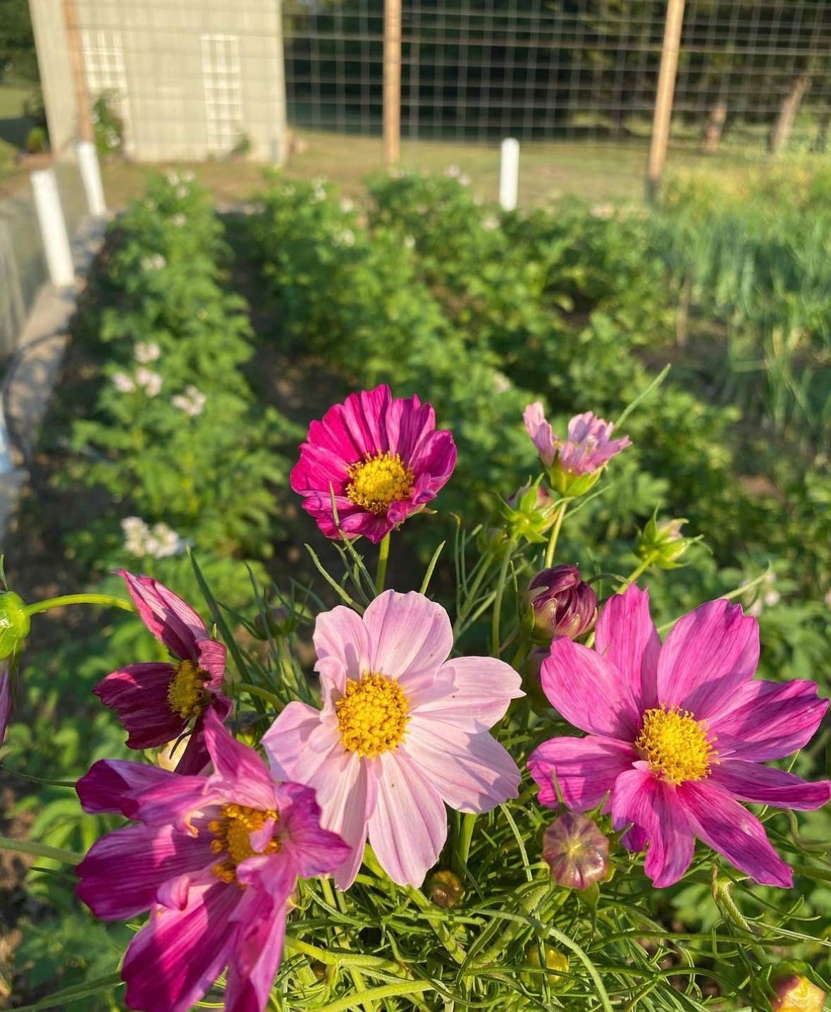 Camping near My Green Country RV Park: Webb Gardens, Oologah, Oklahoma