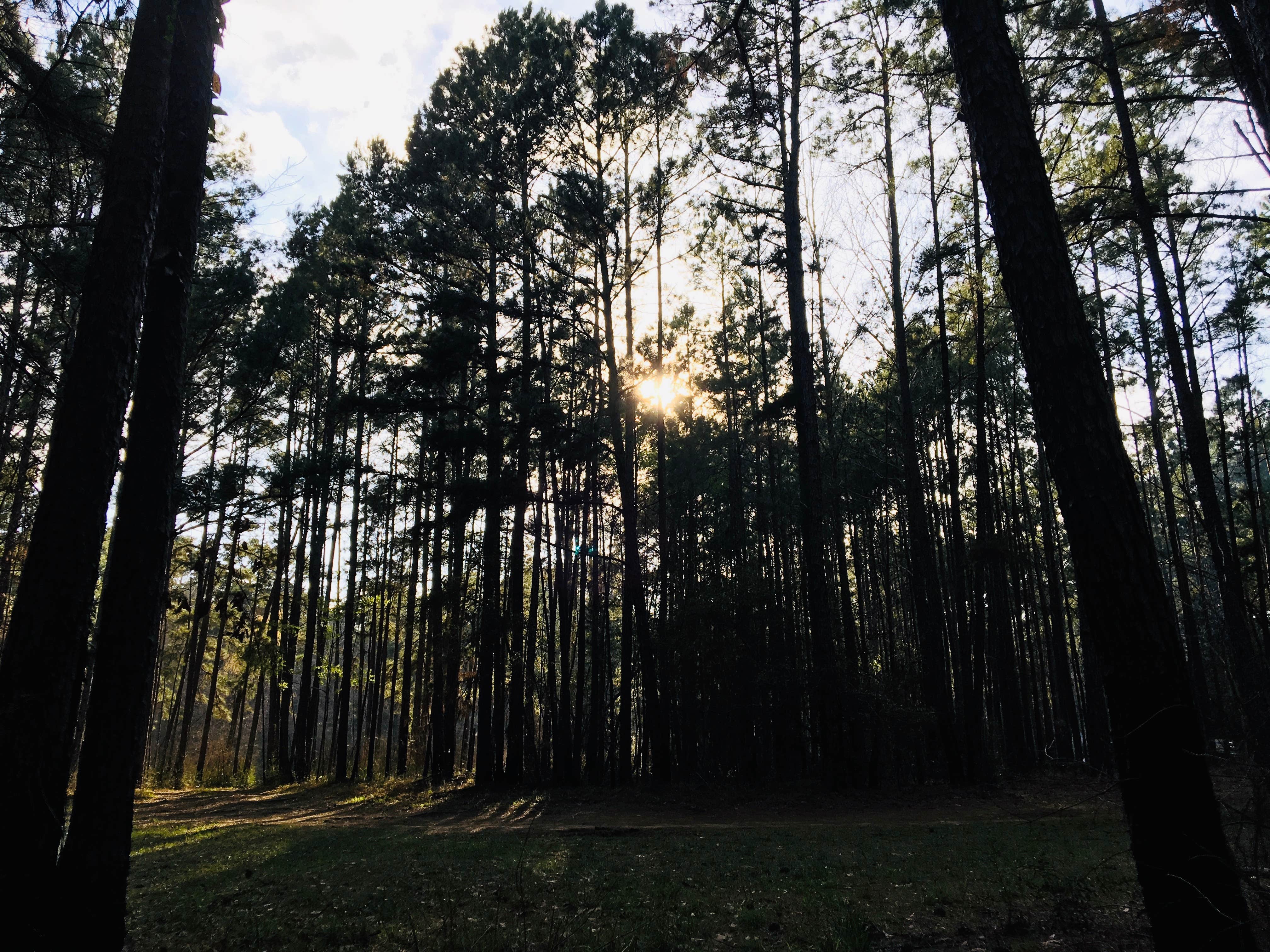 Camper submitted image from Neches Bluff Overlook Campground - 2