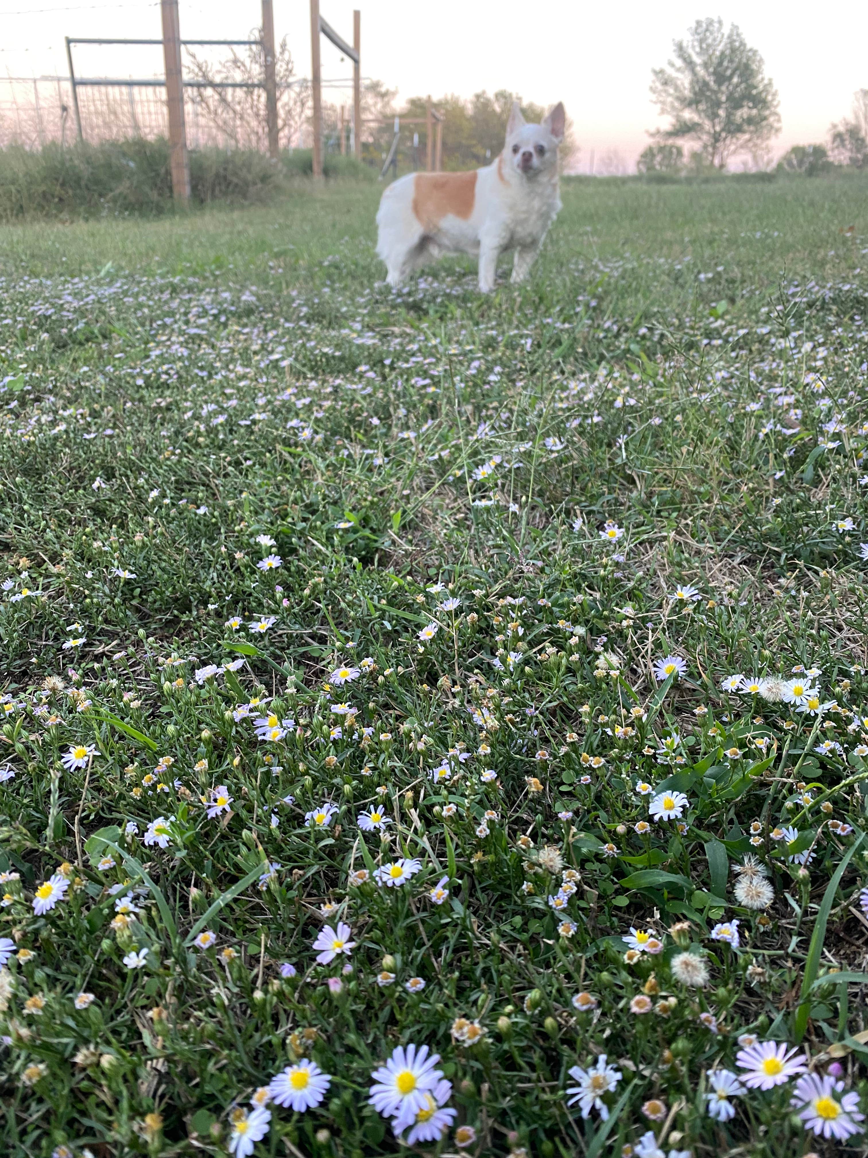 Andrew B.'s photo of camping with pets at Webb Gardens near Tulsa, OK