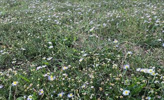 Andrew B.'s photo of camping with pets at Webb Gardens near Copan, OK