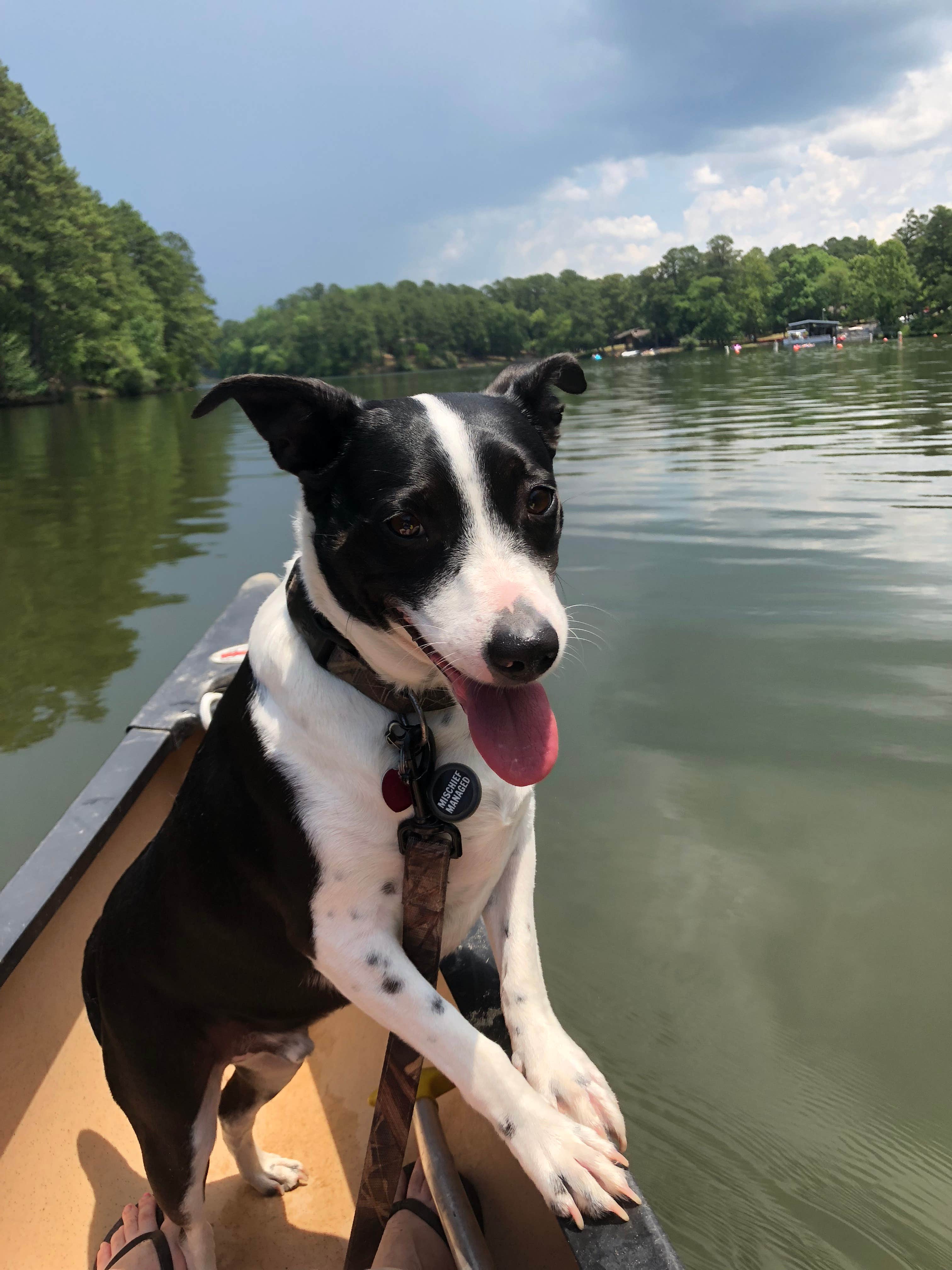 Shannon M.'s photo of camping with pets at Lake Catherine State Park Campground near Jones Mill, AR