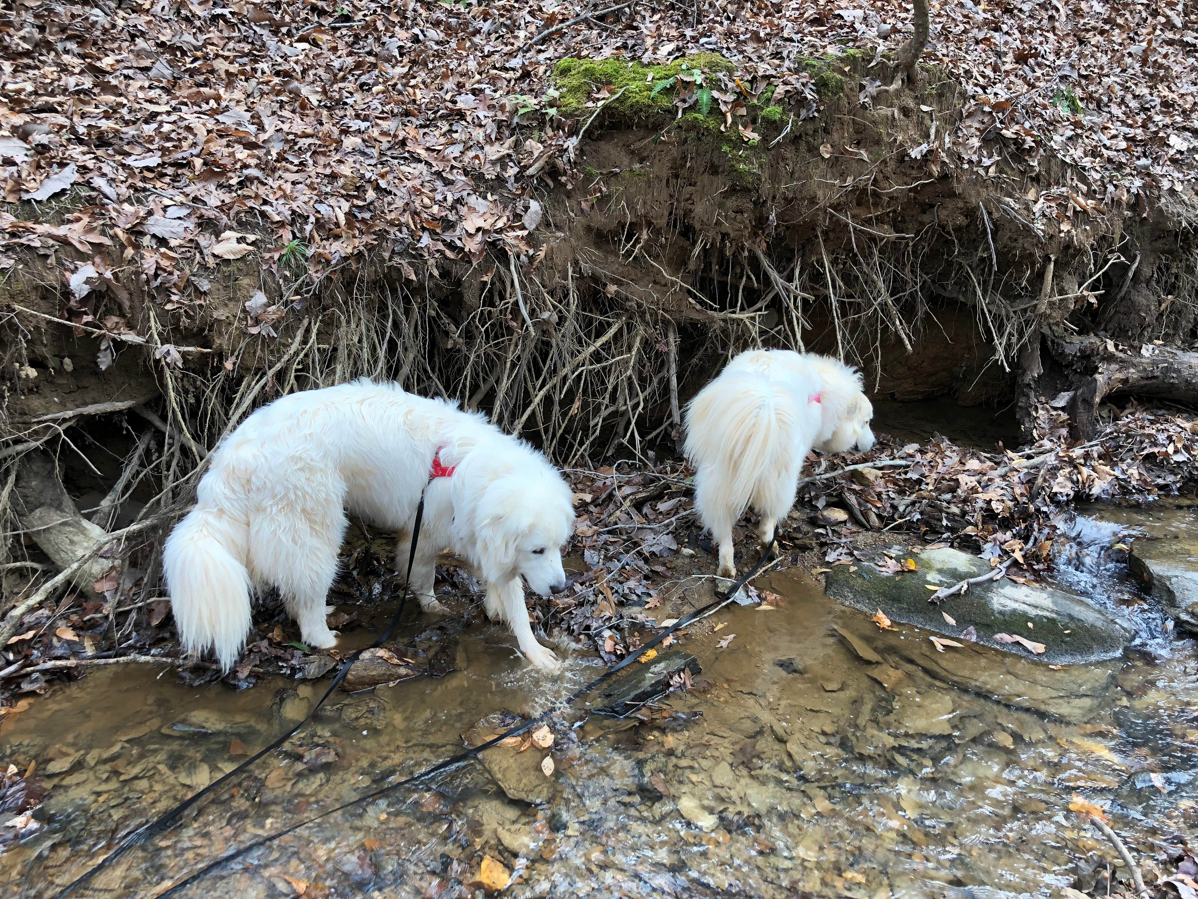 Garrett G.'s photo of camping with pets at Sweetwater Creek State Park Campground near Conley, GA