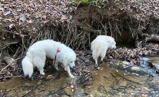 Garrett G.'s photo of camping with pets at Sweetwater Creek State Park Campground near Kennesaw, GA