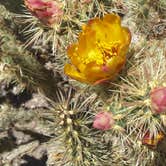 Review photo of Boulder Beach Campground — Lake Mead National Recreation Area by Sandy K., August 23, 2016