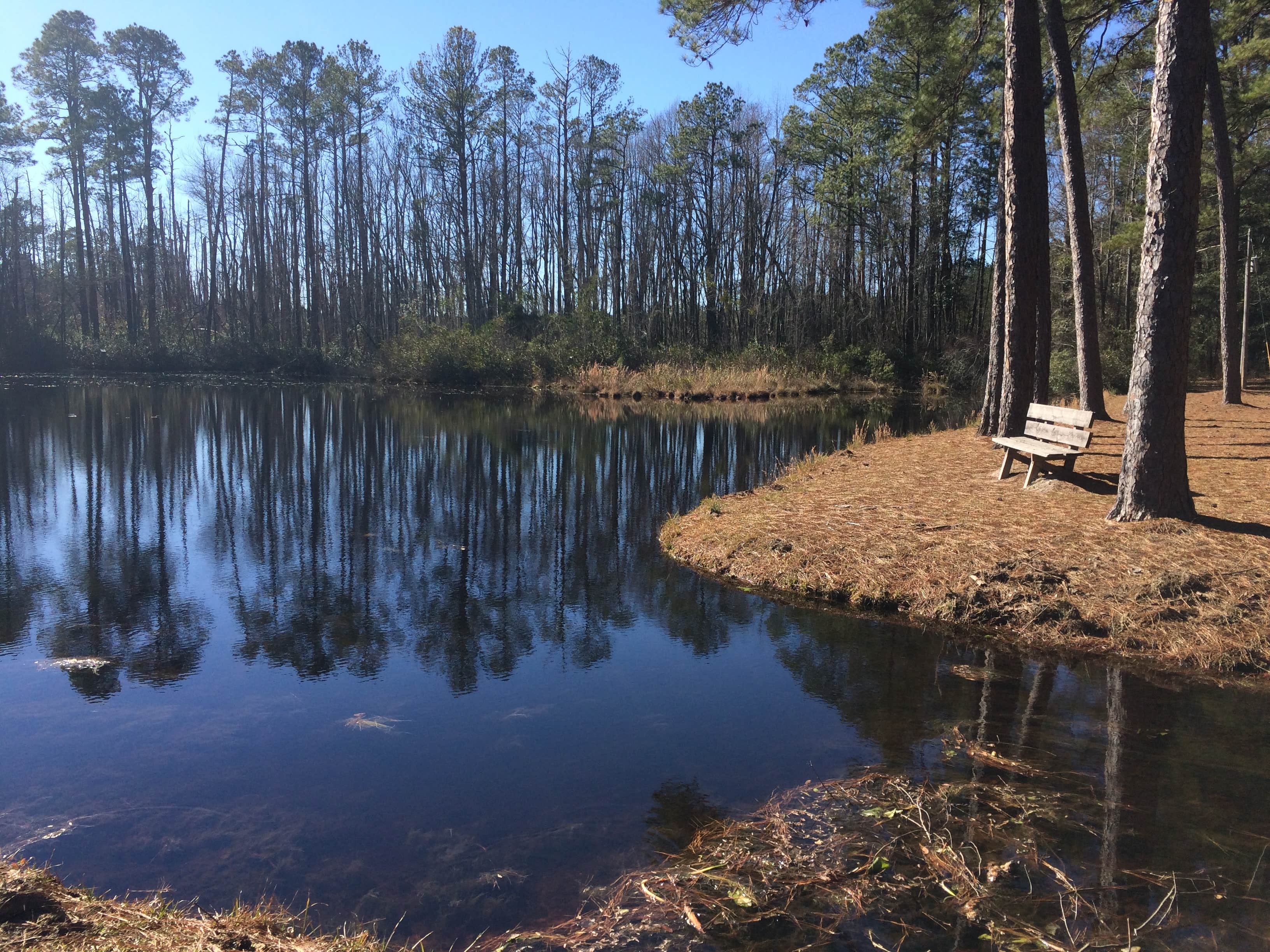 Camper submitted image from Aiken State Park Campground - 4