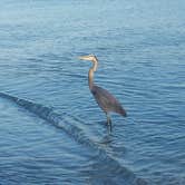 Review photo of Fort De Soto Campground by Cyndi J., January 15, 2019
