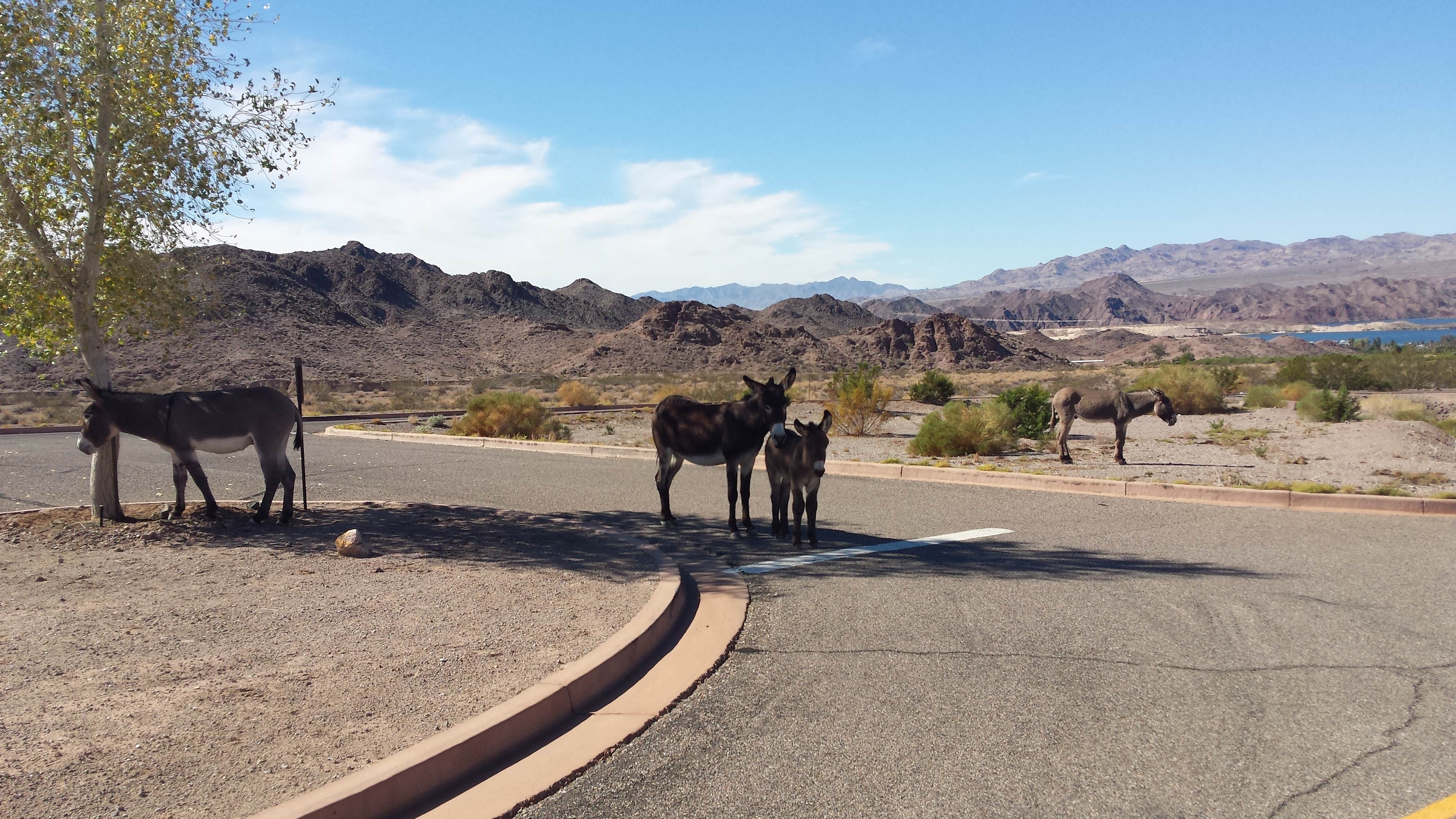 Camper-submitted photo at Boulder Beach Campground — Lake Mead National Recreation Area in Arizona