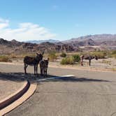 Review photo of Boulder Beach Campground — Lake Mead National Recreation Area by Sandy K., August 23, 2016