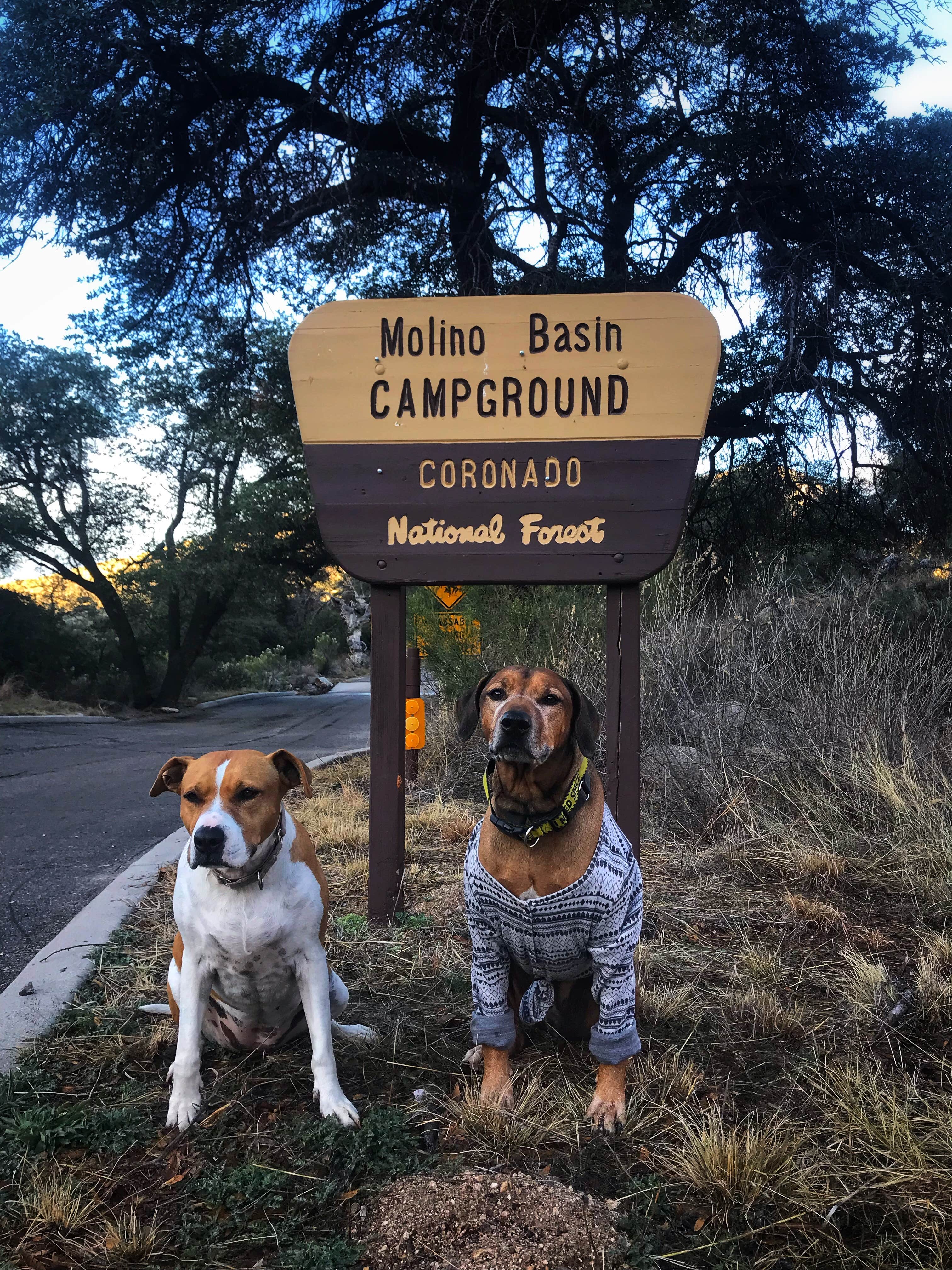 Sara S.'s photo of camping with pets at Molino Basin Campground near Saguaro National Park