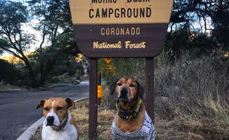 Sara S.'s photo of camping with pets at Molino Basin Campground near Catalina, AZ