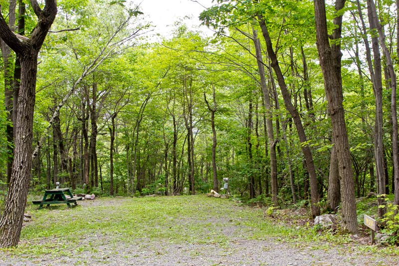 Camper submitted image from Peaceful Woodlands Campground - 2