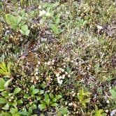 Review photo of BLM Galbraith Lake Recreation Site by Michael P., January 28, 2019