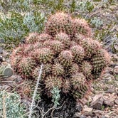 Review photo of La Posa West BLM Long Term Visitor Area by Shari  G., January 31, 2019