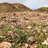 Review photo of La Posa West BLM Long Term Visitor Area by Shari  G., January 31, 2019